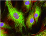 人類脂肪間質幹細胞 Human Adipose Derived Mesenchymal Stem Cells (MSC)
