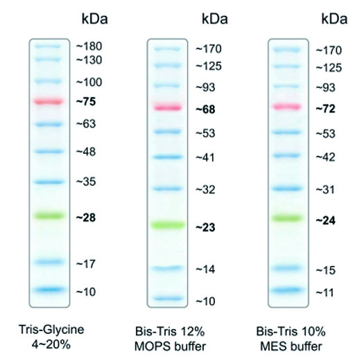 三 色 蛋 白 質 分 子 量 標 準 液, AccuRuler RGB Prestained Protein Ladder - 岑 祥 股 份 有 ...