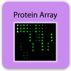 9PAH-IMM-1631-1, 免疫球蛋白質晶片 Immunome Protein Array 1631, RayBiotech,array,免疫球蛋白,Immunome, 晶片