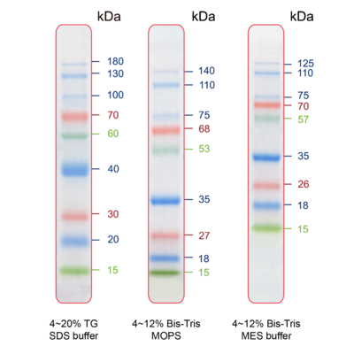 IRIS9 Prestained Protein Ladder