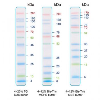 IRIS11 Prestained Protein Ladder