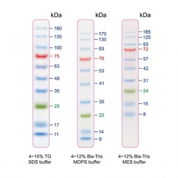 Blu10 (BlueRAY) Prestained Protein Ladder（10 to 180 kDa）
